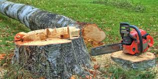Best Tree Disease Treatment  in Greenwood, PA
