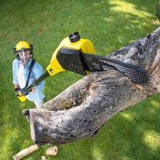 Best Commercial Tree Services  in Greenwood, PA