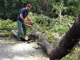 Best Firewood Processing and Delivery  in Greenwood, PA