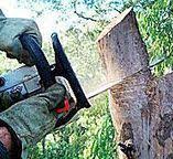 Greenwood, PA Tree Care Company