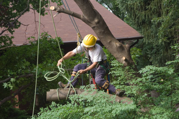 Best Tree Maintenance Programs  in Greenwood, PA