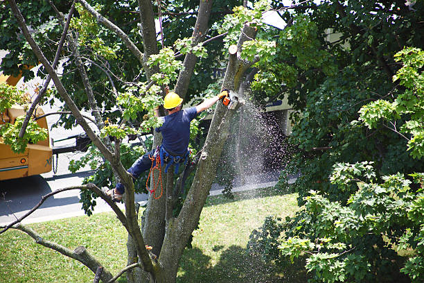 Best Landscape Design and Installation  in Greenwood, PA