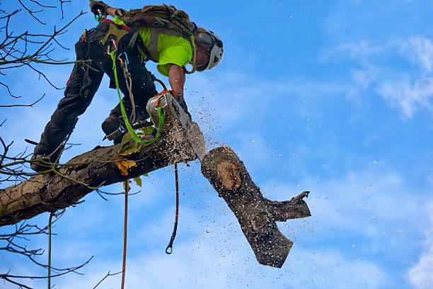 Best Pest Control for Lawns  in Greenwood, PA
