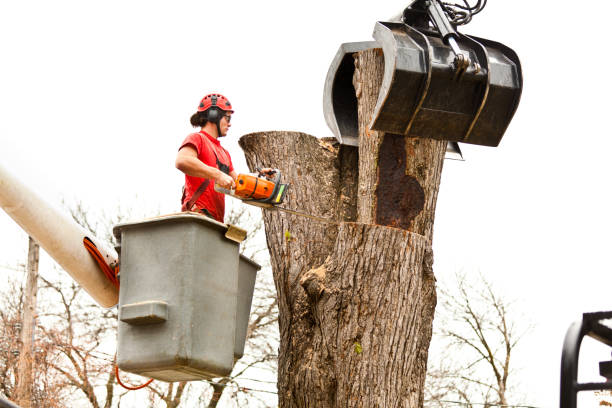 Best Stump Grinding and Removal  in Greenwood, PA